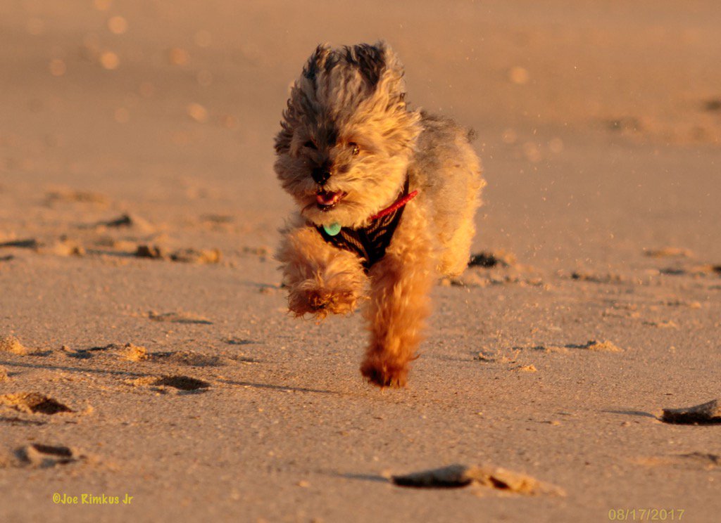 joejrpix's tweet image. #lenstest #milo #runmilorun #verobeach #70-300II #fastfocus @CanonUSAimaging @wpbf_sandra