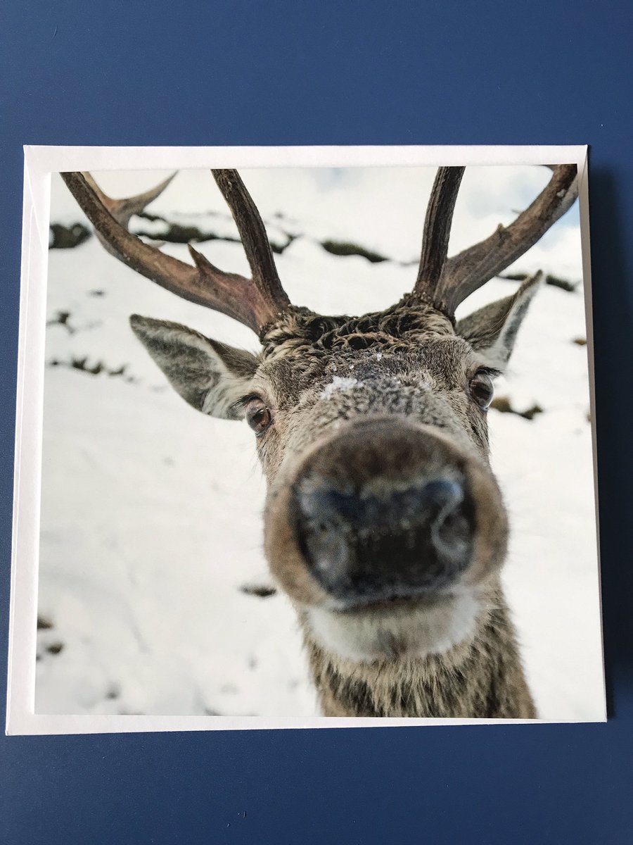 GraemeBoath1's tweet photo. Gift cards available to order - ideal for #Christmas. #stag #scotland #photographer #cards #giftidea https://t.co/tuRYhOHg1U