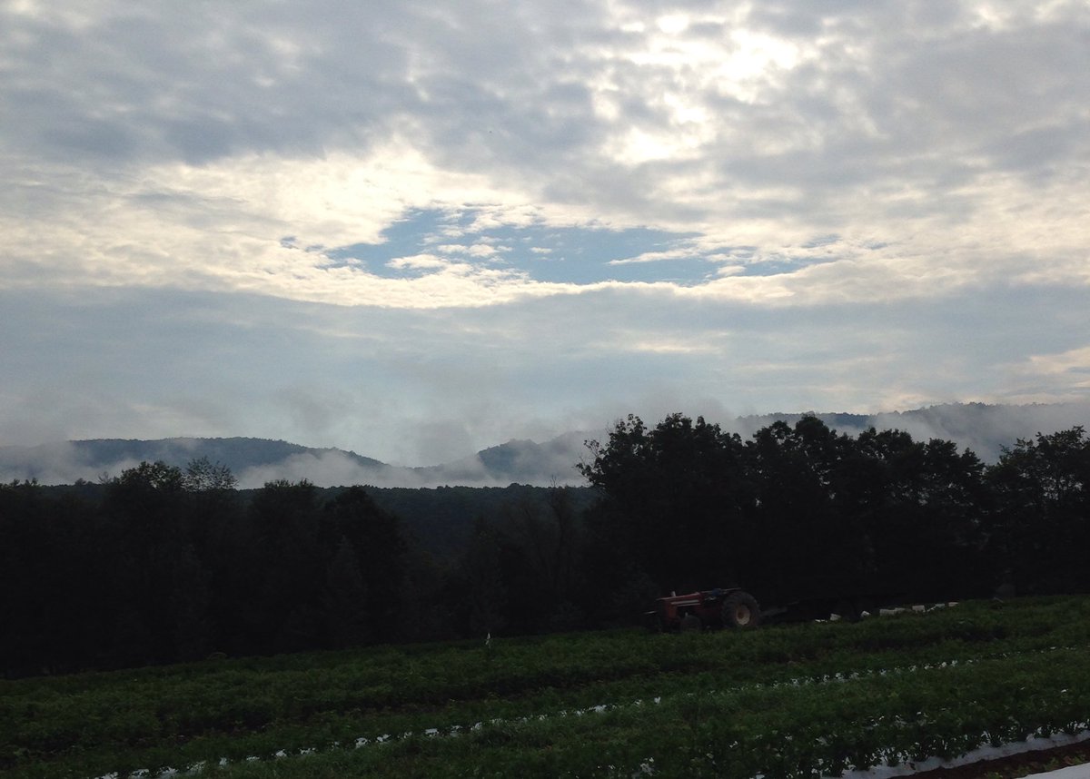 New Morning Farm tweet media