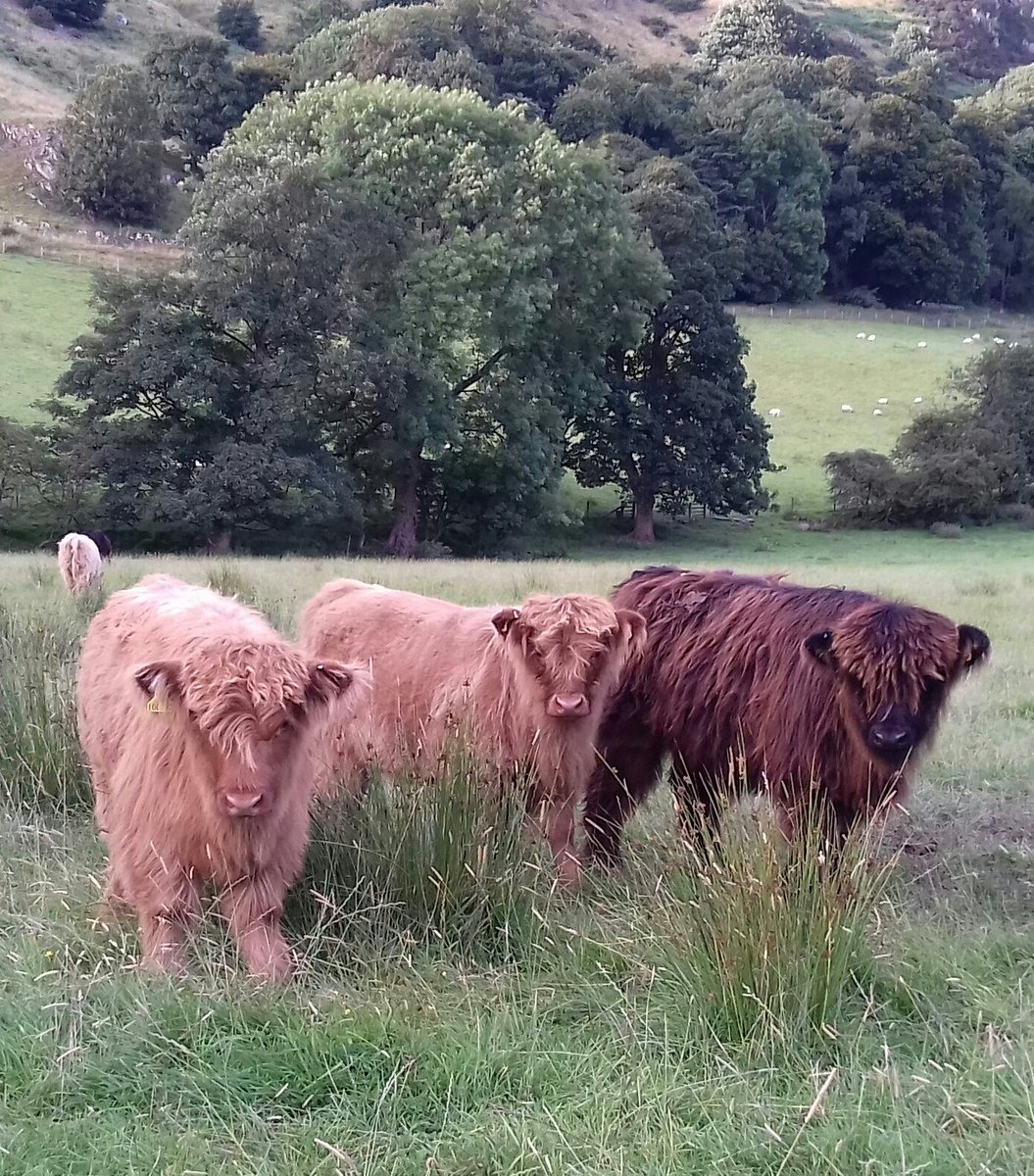 WitchesCraig tweet media