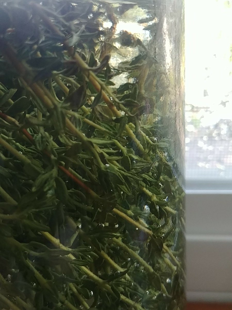 EvrydayPagan's tweet photo. Thyme Tincture soaking! so excited to have this asthma aid on my shelves again. #witchcraft #remedies #paganlife https://t.co/gcnEA5LLOJ