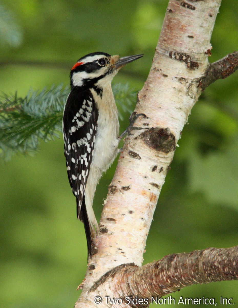 TwoSidesNA's tweet photo. America’s Forests captures the breadth of our woodlands and #forestfacts on their importance to our well-being. https://t.co/eEYSoWsxyI https://t.co/pxRBwkVltj