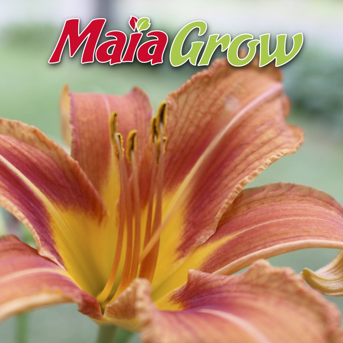 MaiaGrow's tweet photo. @maiagrow
@maiagrowpremiumselect 
https://t.co/ry1JoQUG6S
844-362-4247 https://t.co/V8jm0Jtn6l