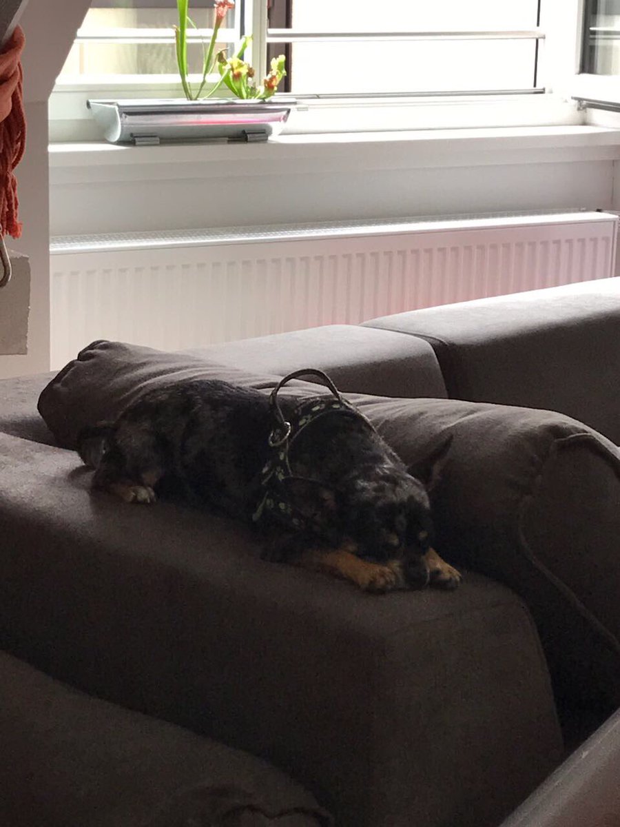 myTalentscoutde's tweet photo. 🌵Heute #ExtremeHomeoffice oder  #HomeOffice im Kollektiv &amp; #Pauli setzt seine #BestOfIndividualSkills ein #ExtremeCouching #chillyourskill 🌵 https://t.co/vYUQRNTcWS