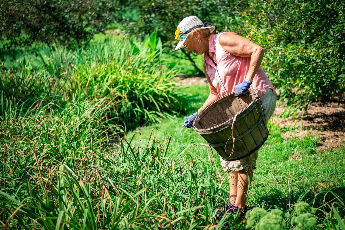 TheAppleWorks's tweet image. Susan does such a good job keeping our gardens beautiful!