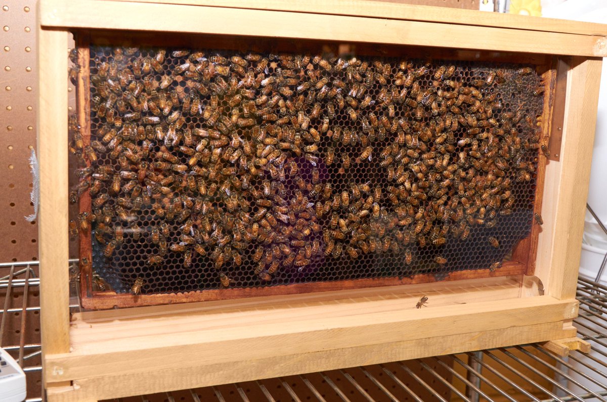 Our friends at Dixie Bee Supply have a new location!  Be sure to check them out for all things bees. facebook.com/DixieBeeSupply