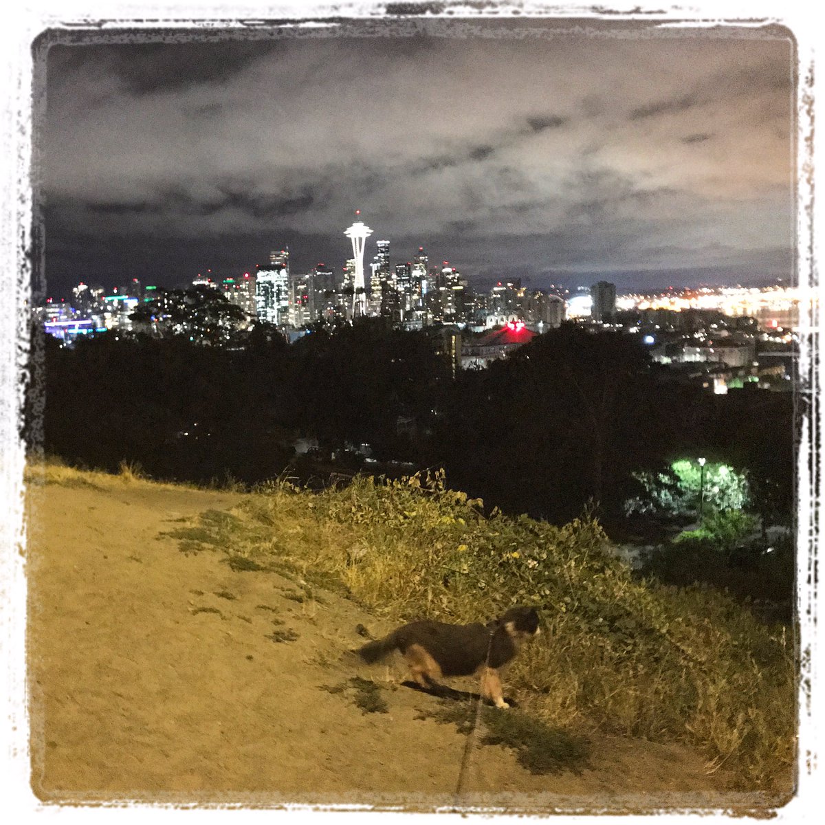 mavericktux's tweet photo. City Strutting Cat 🐈🌃 #seattle #queenannehill #kerrypark #skyline #catwalking #leashtrained #tuxedocat #adventurecat #travelcat #rvkitty https://t.co/EP9OBvIWWm