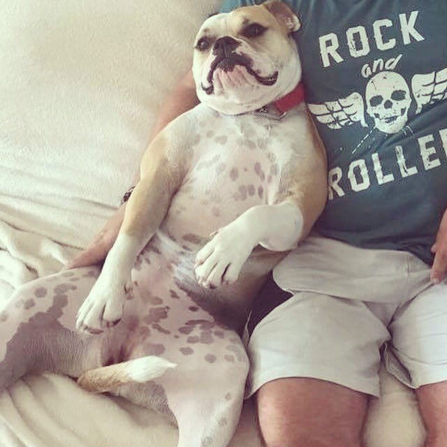 LBDRescue's tweet photo. Tilly/Matilda-Old Tyne Bulldog🐶 chilling in her foster home whilst waiting for her forever home. Come take a look! #adoptapet #AdoptDontShop https://t.co/wOIZbK2S1p