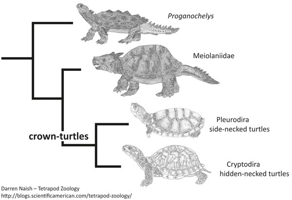 Tetrapod Zoology