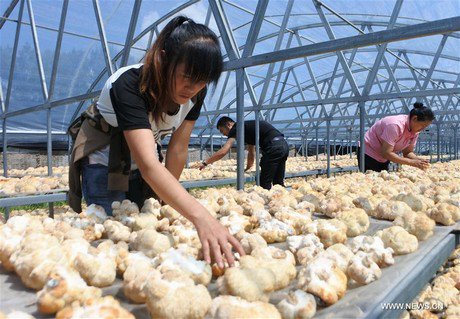 Edible fungus industry on the rise in NE China hortidaily.com/article/36803/… https://t.co/GDNogPyNHl