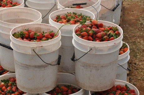 "Successful results from European strawberry trials with bee vectoring" hortidaily.com/article/36905/… https://t.co/MW2PSqmrbx