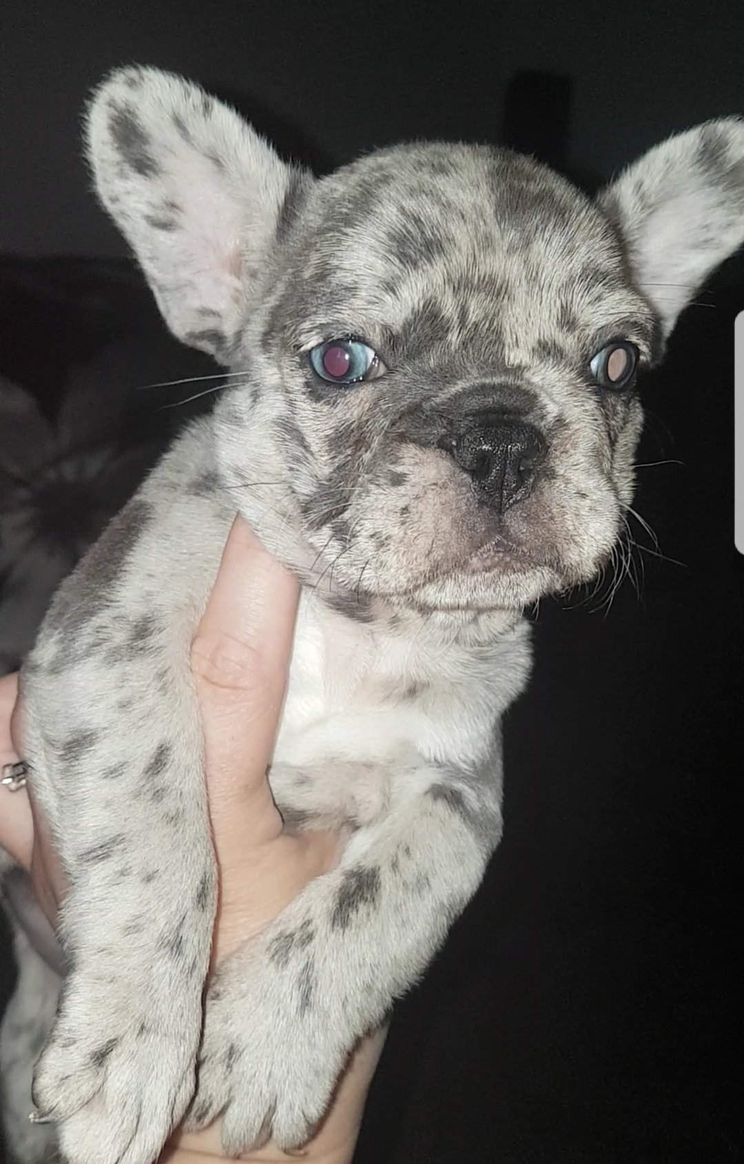 What Is A Triple Carrier Dog