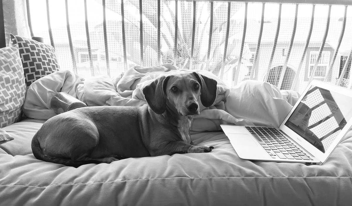 CarleeMcDot's tweet photo. I got up to fill my water bottle and #WaltTheWienerDog decided to fill in... #BlogDog https://t.co/ReNxtiBcCu