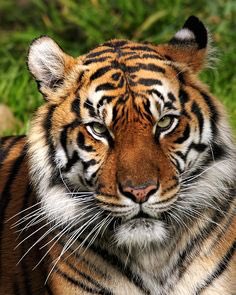 On my way to Montana to shoot with this handsome boy! Siberian Tiger Texaco will be my co model! #animalsofmontana<a href="/tag/animalsofmontana"class="tags"><span>#animalsofmontana</span></a>