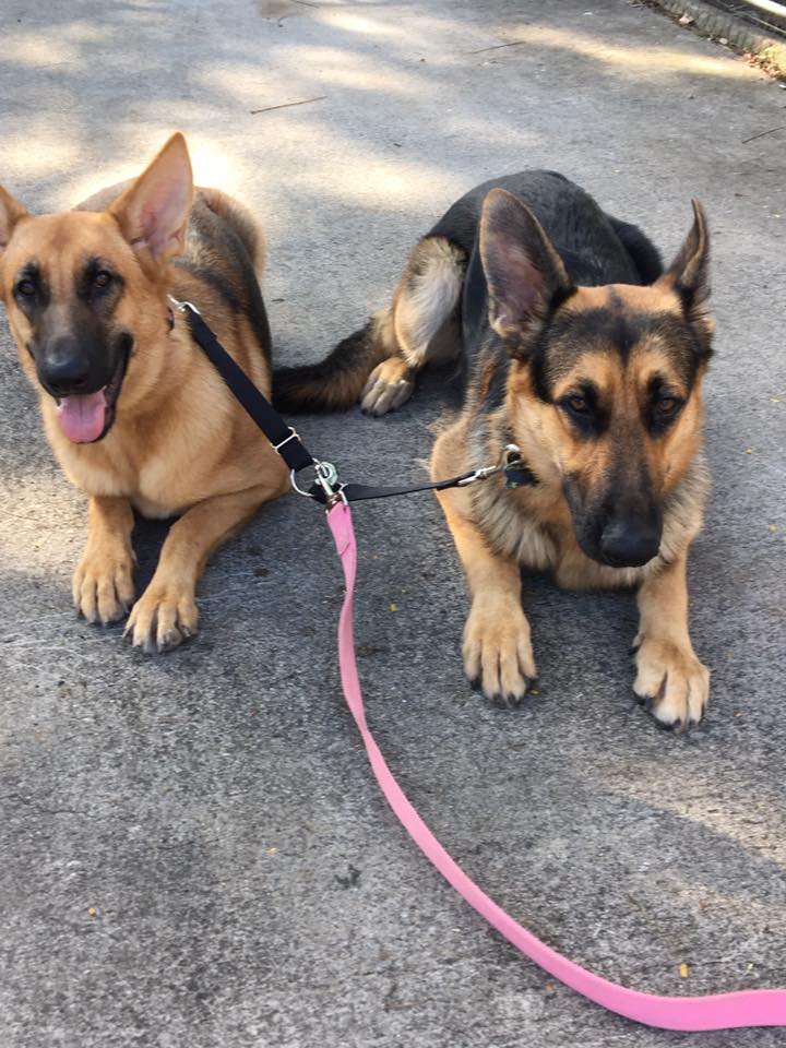vanhendrixk9's tweet photo. Zoey & Otto #dogtraining #germanshepherd #dogbreeders #dogpsychology #dogsoforlando #dogsofjacksonville #staugustine https://t.co/19Y66IpJzb