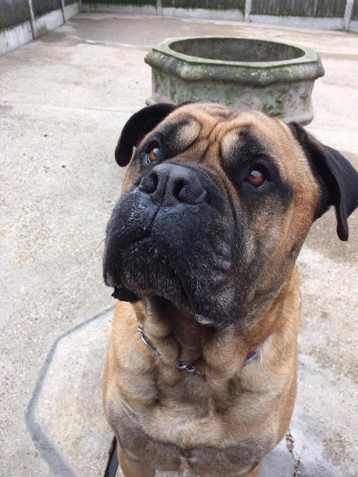 LBDRescue's tweet photo. REGGIE-bullmastiff🐶#bullmastiff #AdoptDontShop #rescuedog #lookingforahome #slobberisforlifenotjustforchristmas #dailycuteness https://t.co/aI5zAa1wCG