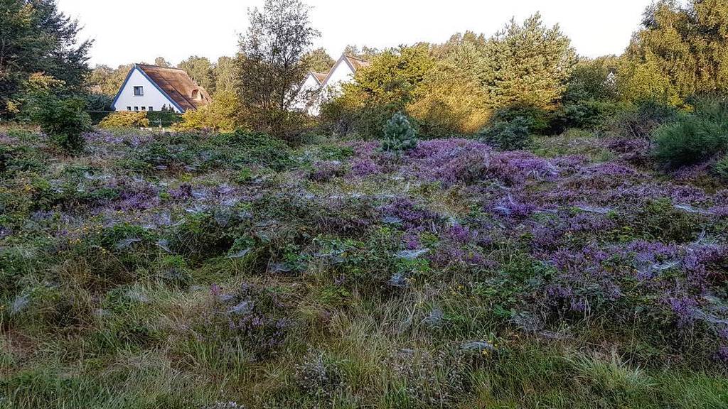 hiddenseeforum's tweet photo. Morgens in der #Heide.

#hiddensee #heideblüte #morning #calluna #besenheide #morningdew https://t.co/0n72dRDcGV https://t.co/QQF31UUCV8