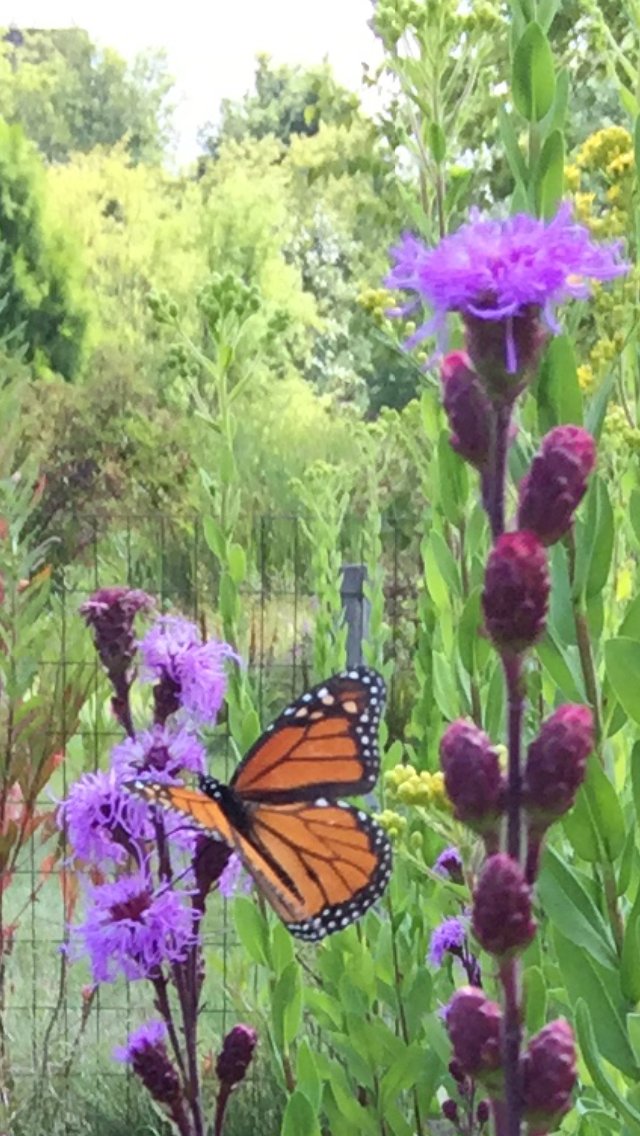 fjohnsteffen's tweet photo. This monarch reminds us of the importance of planting natives—Liatris here.  Happy Thursday! https://t.co/h7ObgfP1FD
