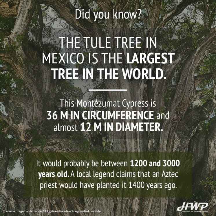 HerwoodInc's tweet photo. #largesttree #mexico #funfact #hwppallets https://t.co/xNZDWCAY4W