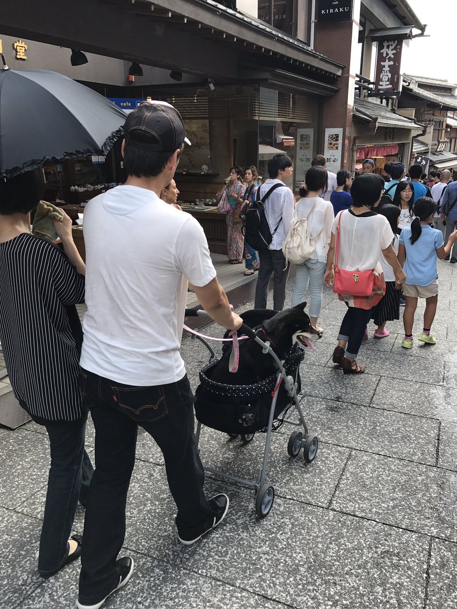 eamonncarey's tweet photo. Wow. #kyoto https://t.co/HclBVkVefV
