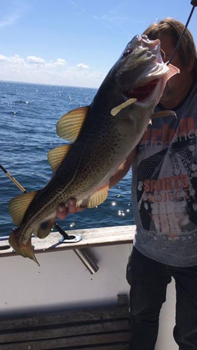AngelsportSH's tweet photo. Die letzte Guidingtour brachte wieder einmal reichlich Fisch an Board!
#Angeln #fishing #dorsch #ostsee #guiding #guidingtour https://t.co/6p2QOfDYaA