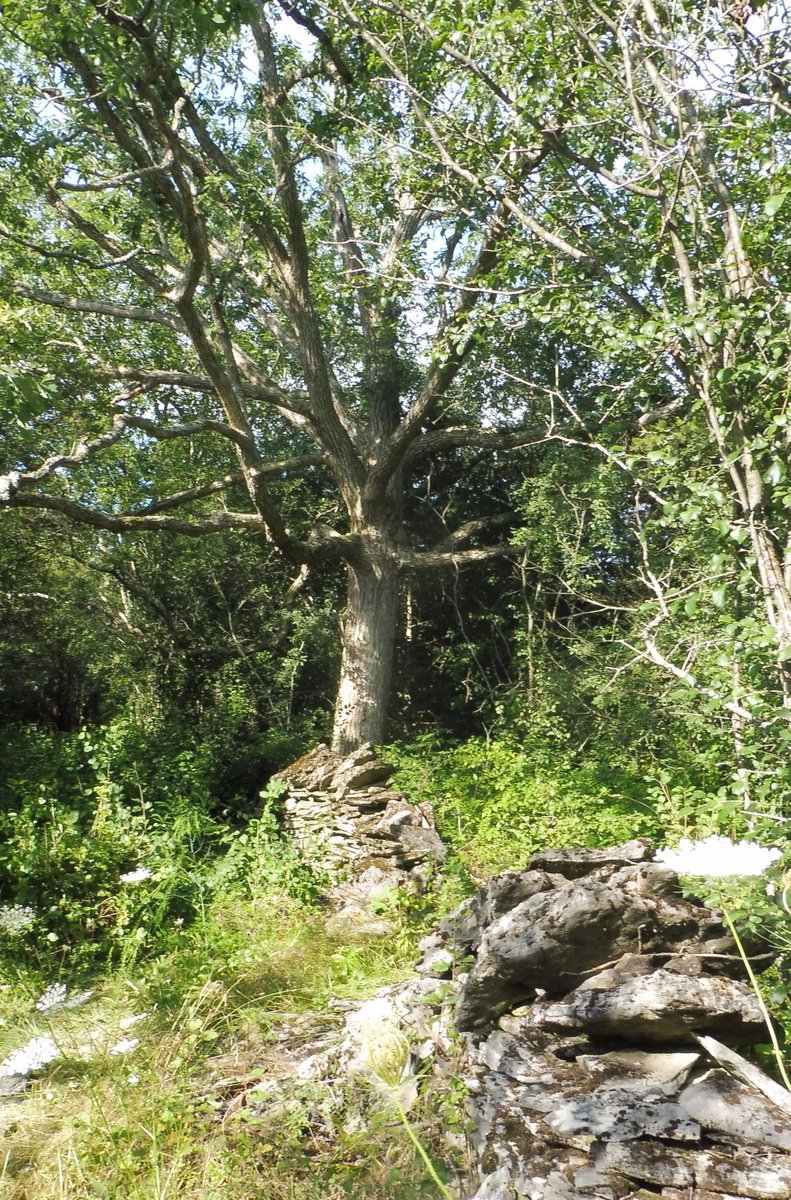 SexsmithDave's tweet photo. @ontariowoodlot #chinkapinoak would benefit from #buckthorn removal.  Now that it's dry enough to access the site, I'll have to get started. https://t.co/9bpQnCCSMH