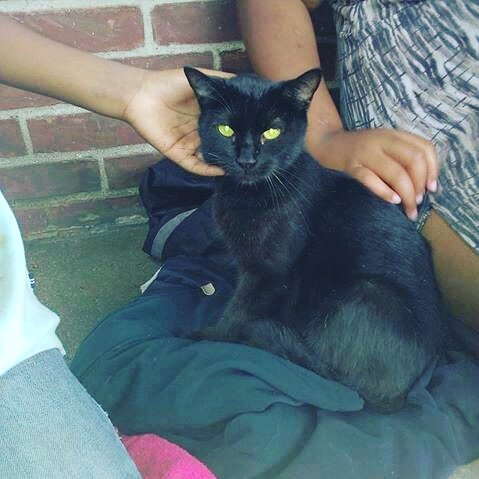 Sooo,I found a really beautiful black cat and I named her Midnight 😍❤ Not sure if I'll be able to keep it tho 💔