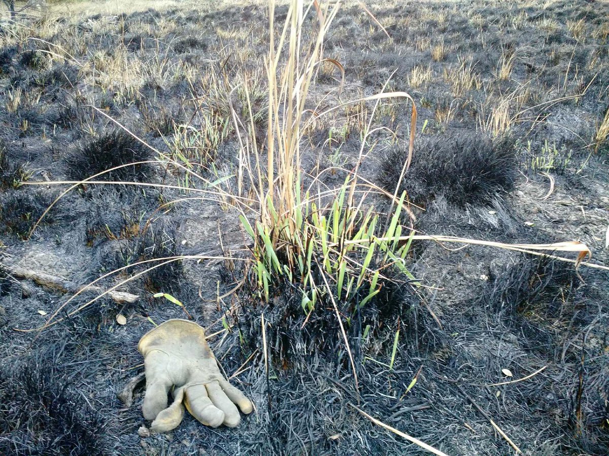 motreadwell's tweet photo. Old grass growth. Fire. New grass growth. Rest. Graze. Repeat. #GodsIntention #firegrazecycle #rangelands #August11RXFire #newgrowthin6days https://t.co/AXoHAux5AO