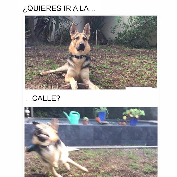 yisucrist's tweet photo. la palabra mágica para los perros xdddd https://t.co/FA8v3vbQhJ