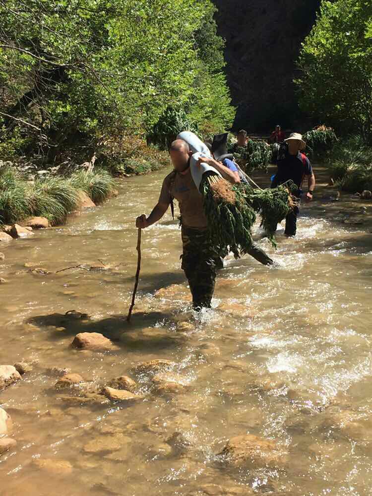 hellenicpolice's tweet photo. Παρά τις αντιξοότητες, οι αστυνομικοί της Ασφ.Πατρών περπάτησαν για ώρες&amp;απομάκρυναν τα δενδρύλλια μεγάλης φυτείας ➡https://t.co/0NEFvC9hLW https://t.co/L4gBHknOdP