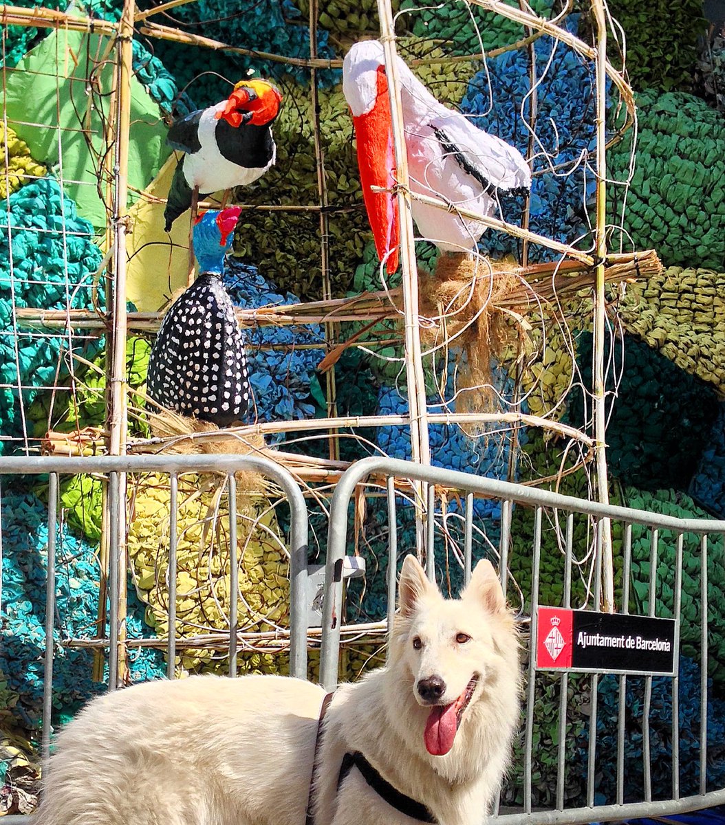 ComportamentCan's tweet photo. Gaudint i vivint les 🎉🎀🎨🏠#festesdegracia amb la #Boira.  #estiuambgos ☀️🐶#estimoelmeubarri 😍#respectemelsguarniments 🐾#bonafestamajor 🍻 https://t.co/73oxvcJZbT