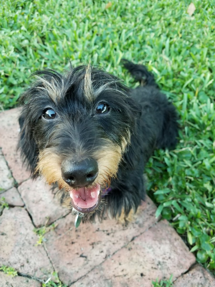 ScoutEuro's tweet photo. @GryffinDoxie Hi, you look like me! https://t.co/Se1iGOgYiu