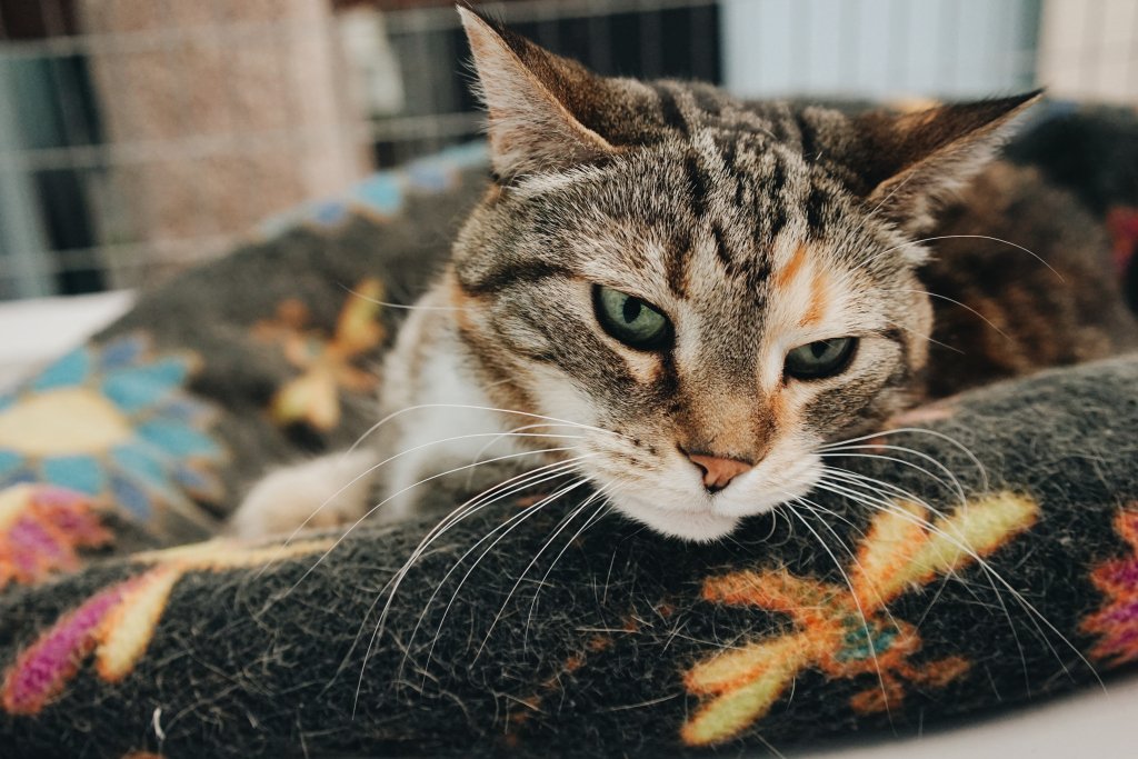 Camp Kitty (@CampKitty) | Twitter