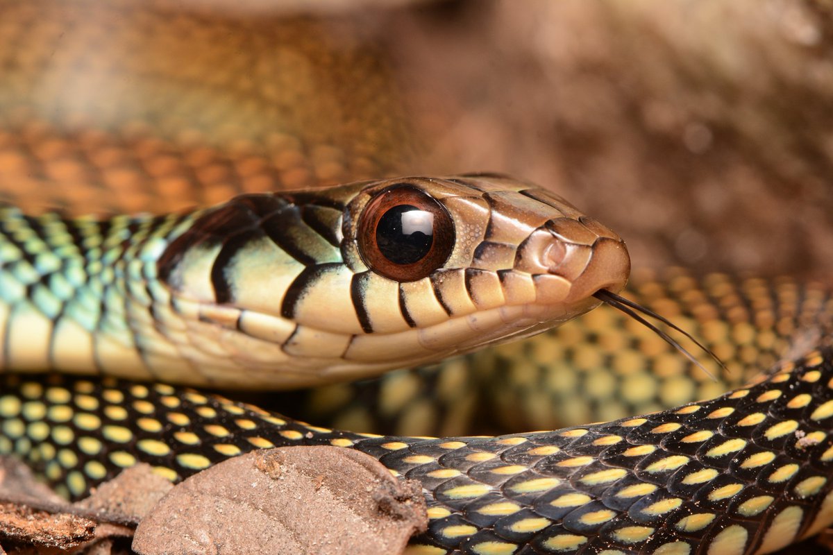 "...naturalists are among the most fortunate people in the world for they have a never-ending source of wonder and delight." - Carl Kauffeld