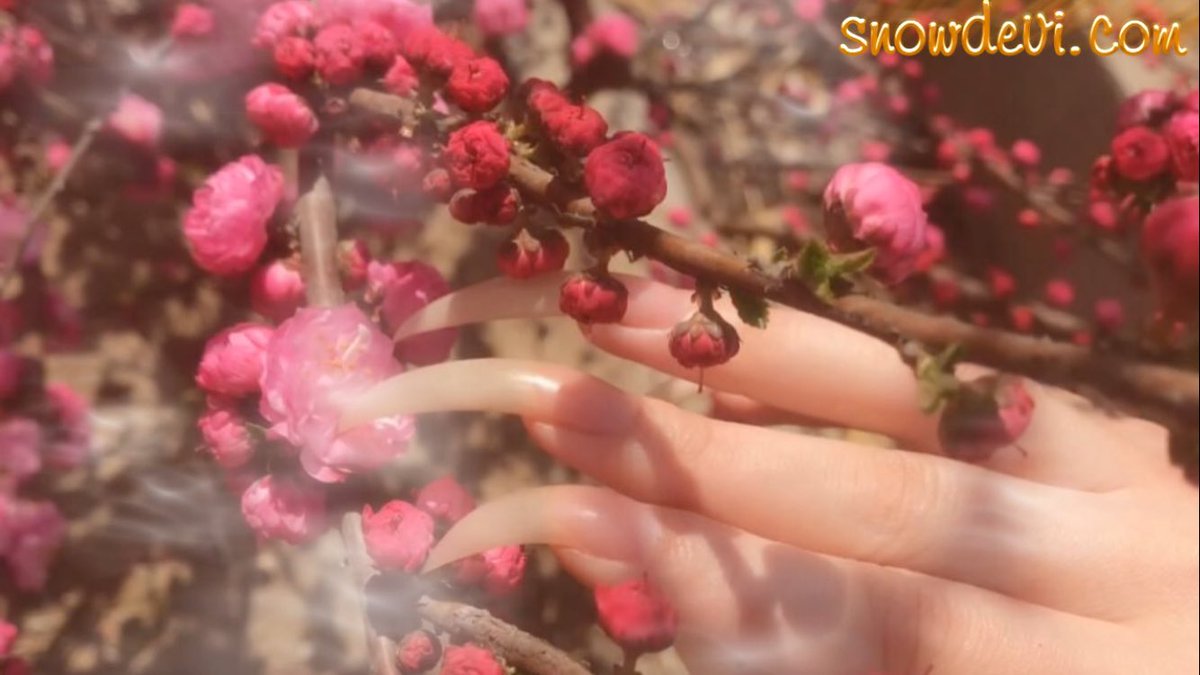 roseshadow07's tweet photo. long nails #nailart #nailfetish https://t.co/AgAtftoBSn https://t.co/KD3tnTz7Sj