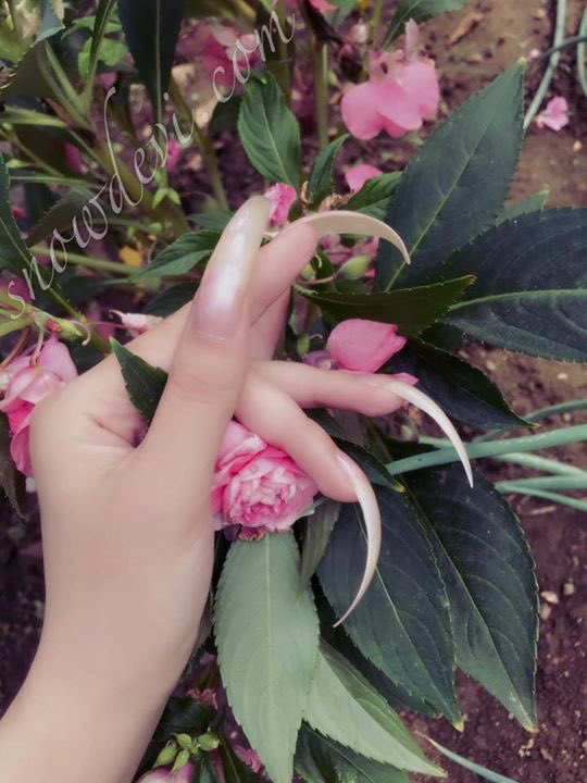 roseshadow07's tweet photo. long nails #nailart #nailfetish https://t.co/AgAtftoBSn https://t.co/VR3cmgWHeO