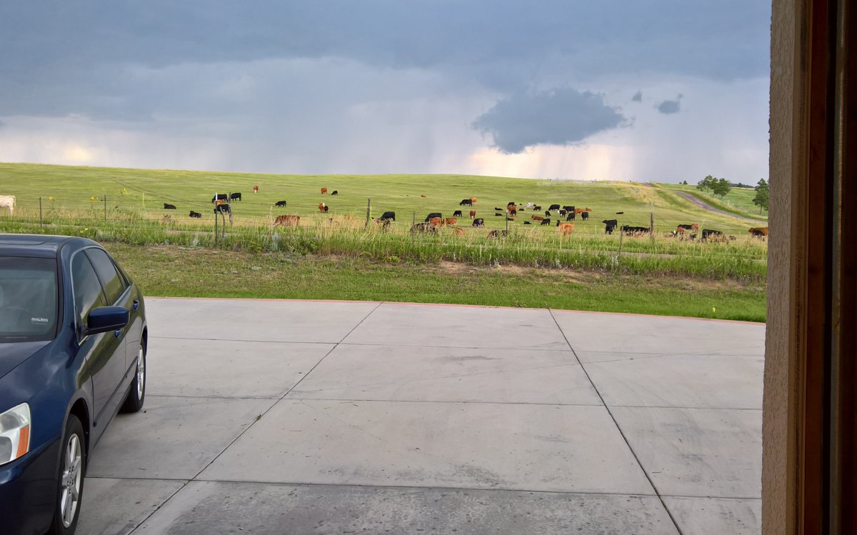 bfehrman84's tweet photo. @NewsCPR Looking out 'across the fruitful plains' and seeing cows #thatssocolorado https://t.co/L969v9rmju