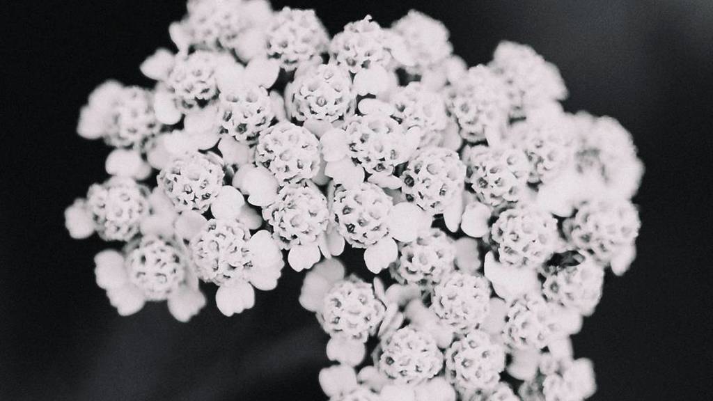 mardybridges's tweet photo. Legit
#filmstill #blackandwhite #canon #Canon5D #5dii #sigma #35mm #flowers #pretty https://t.co/muyGrb83Ws