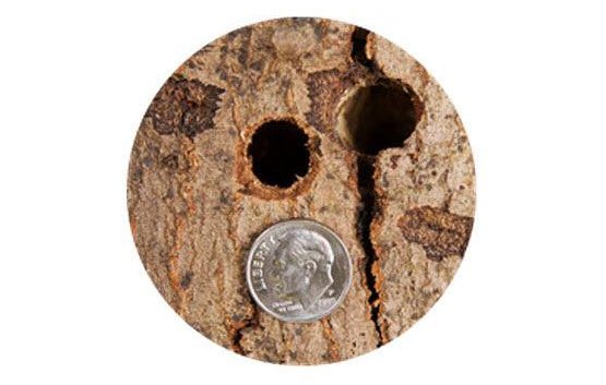 MichDeptofAg's tweet image. #TreeCheckMonth: 3/8” perfectly round exit holes are a sign of #AsianLonghornedBeetle bit.ly/2x7RZ11 #notMIspecies #invasivespecies