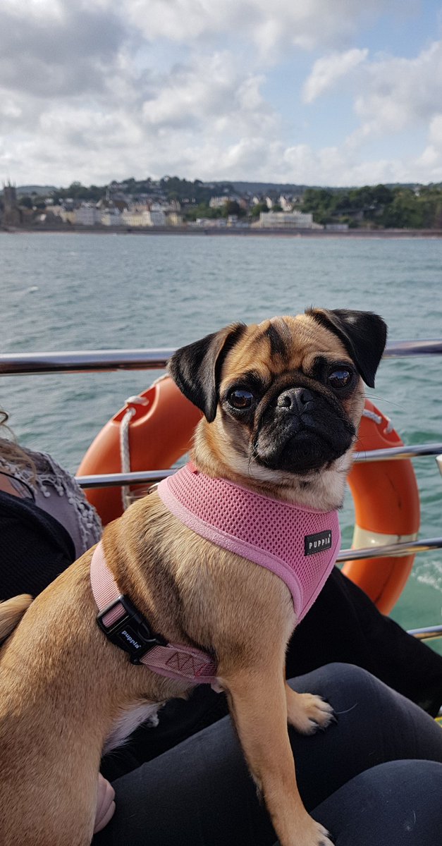 PWashbrook's tweet photo. Very happy customer onboard @stuartlineexm cruise to Brixham! #CaptainPug https://t.co/P3xUjXY0ox