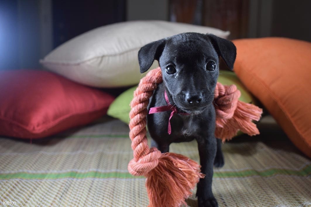 RescateAnimalEC's tweet photo. #CeliaCruz necesita un hogar, busca una familia que la adopte. Ella te tendrá tumbao de amor! Info: adopciones@rescateanimal.org.ec https://t.co/RIynthc1Cu