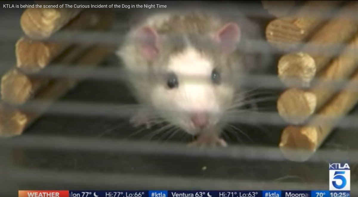 Go behind the scenes of #CuriousIncident with <a href="/KTLA/">KTLA</a>​: crsincdt.co/2wQV1Hz 🐁