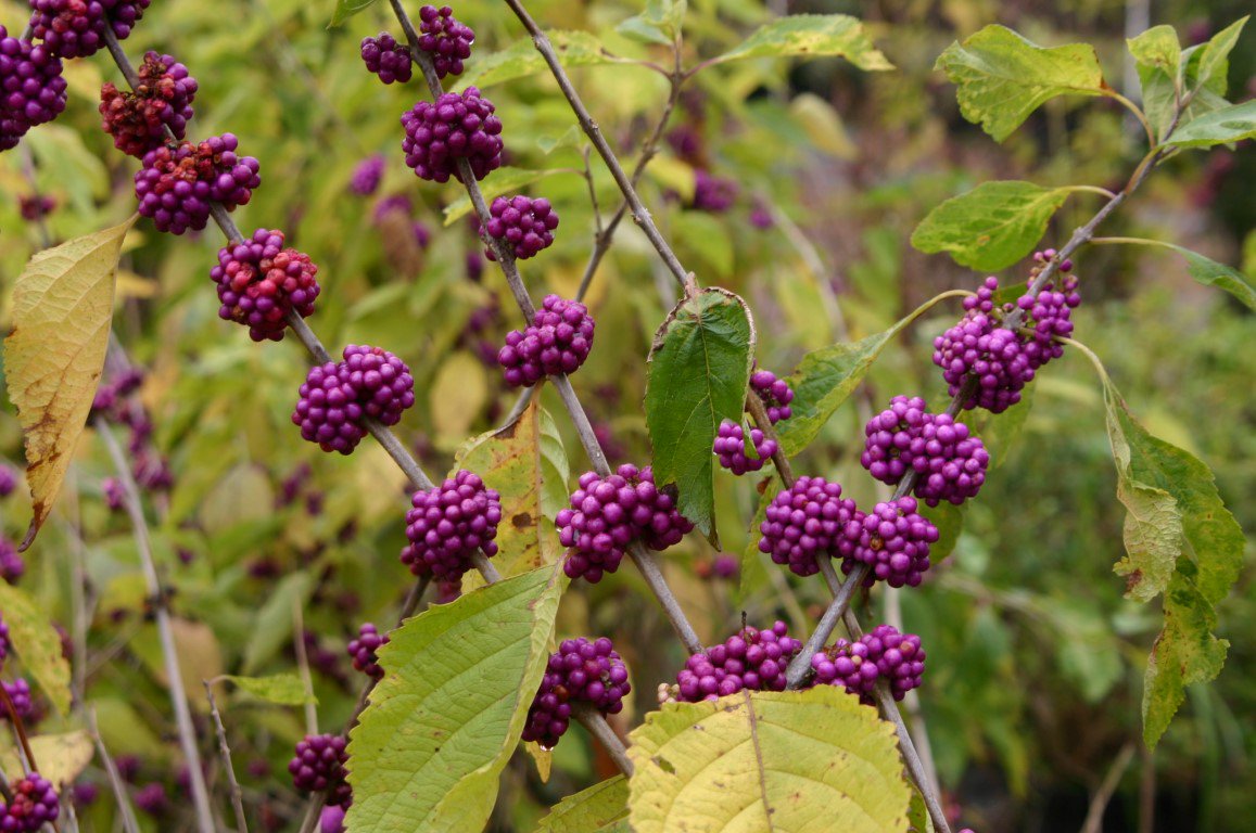 Call now &amp; reserve your seat for SUSTAINABLE LANDSCAPING program 11 a.m. to Noon this SATURDAY, Aug. 19!  601-799-2311. non-members $5