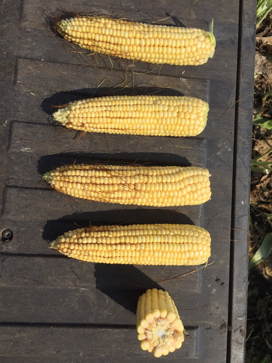 Morning yield estimate of P7527AM-R #yieldshigher. 143 BU @100K kernel/BU. 156 BU @90K kernel/BU. How will drought effect kernel size?