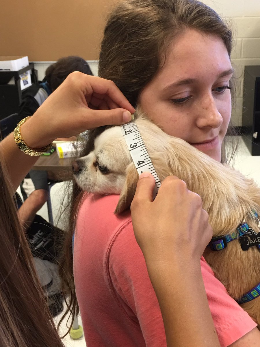 NTHEngineering's tweet photo. Engineering and IB design students working on ergonomic design for pets by taking anthropometric data of some special guests today. https://t.co/AuqrJzR21H