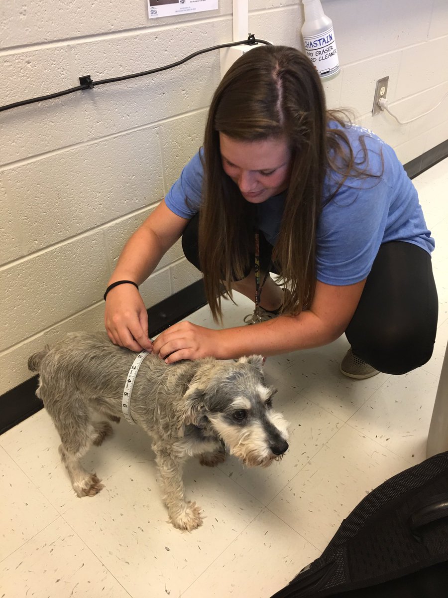 NTHEngineering's tweet photo. Engineering and IB design students working on ergonomic design for pets by taking anthropometric data of some special guests today. https://t.co/AuqrJzR21H