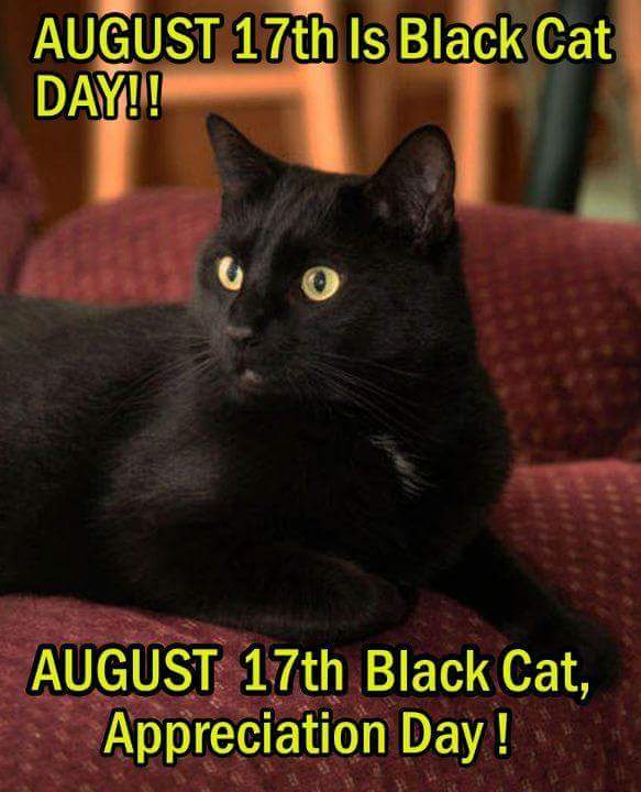 cattlover's tweet photo. #BlackCatDay  I love my black cats! Adopt more of them! https://t.co/oryDb3yO78