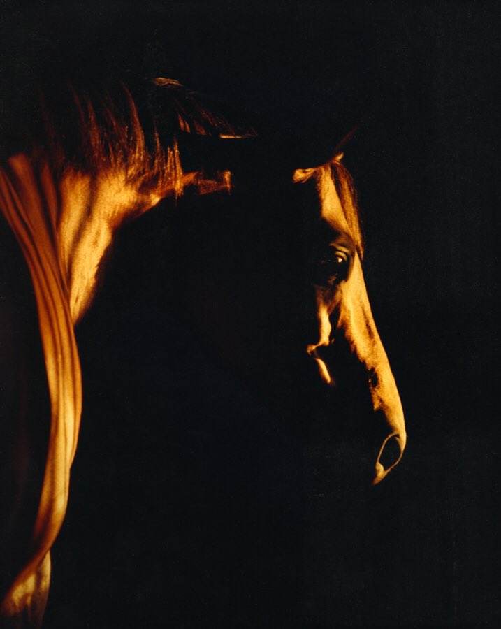 TTLColl's tweet photo. One of Tony's more artistic shots, Walmac Farm.

https://t.co/yK97YFz6Ei

#thoroughbred #horse #photography #portrait #sharethelex #kentucky https://t.co/AaJDu9R8mV
