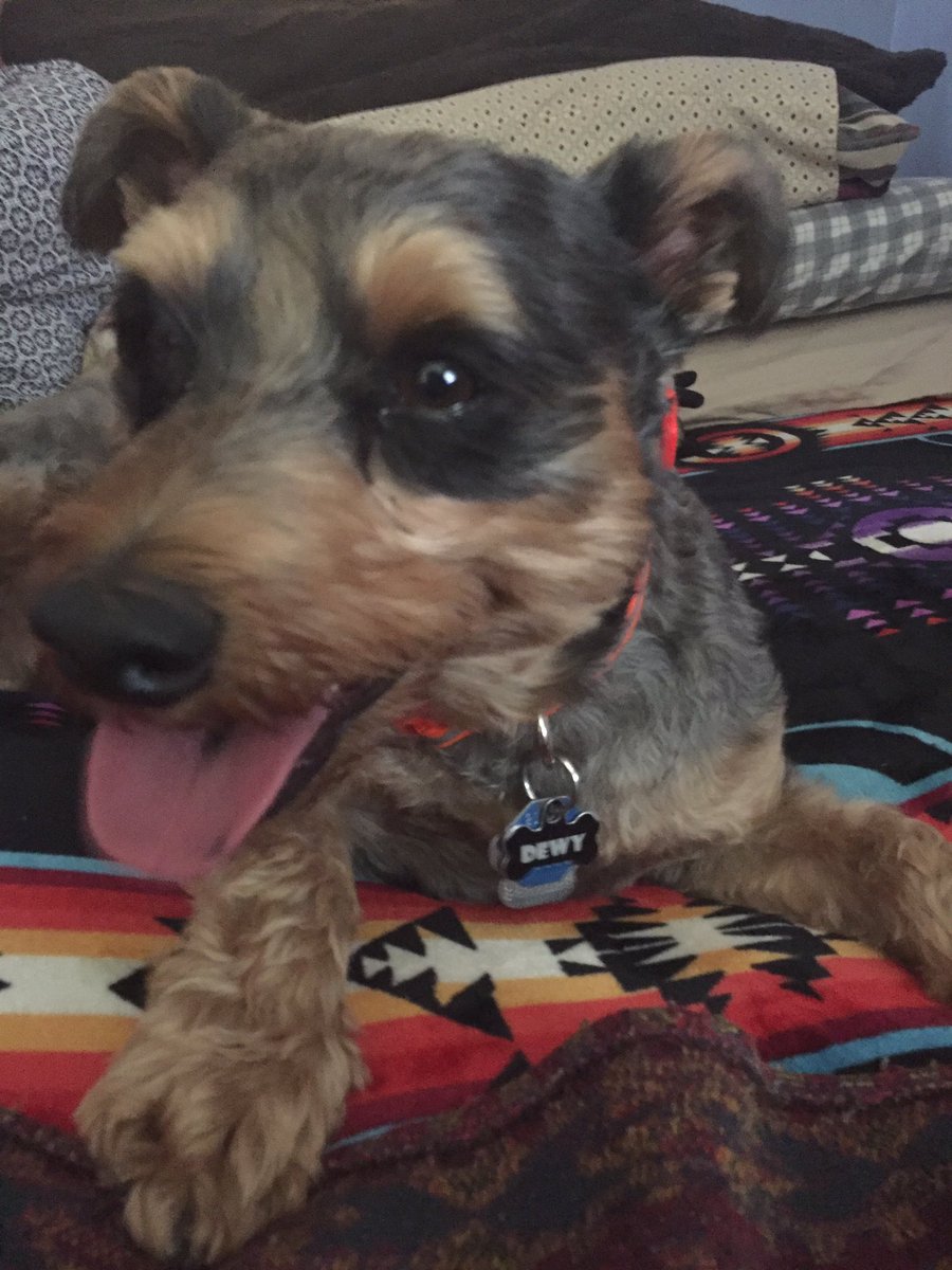 Hiediclara's tweet photo. 5k training buddy! So pooped haha #yorkiepoo #5ktraining #oasiszoorun #healthyhiedi #goodbyediabetes https://t.co/epDRnXtUN2