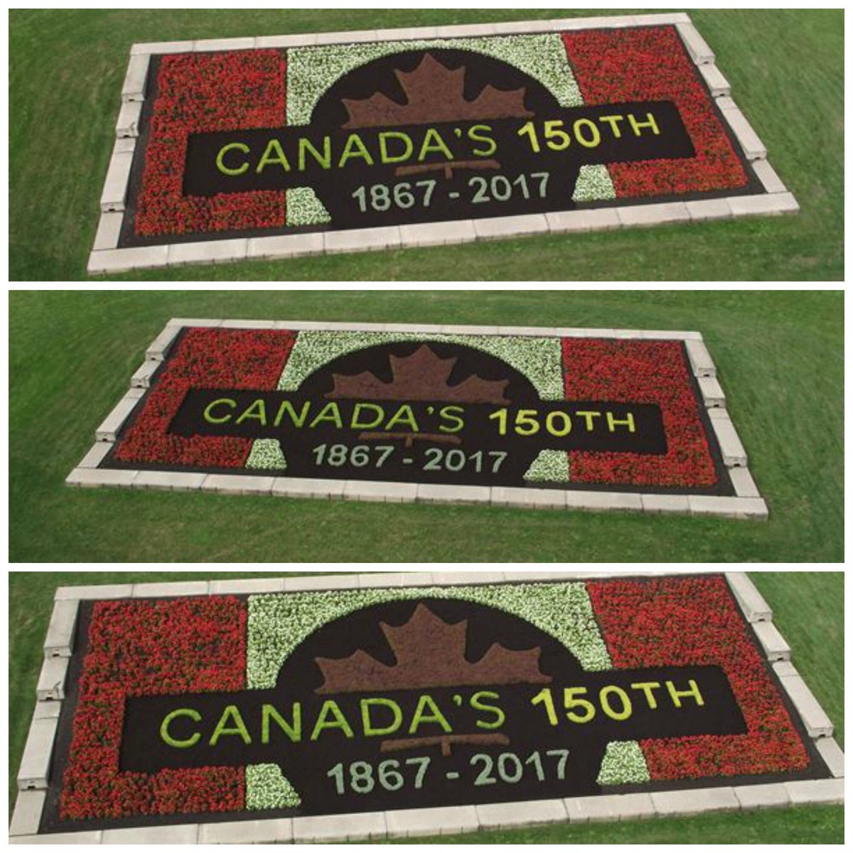 OPA_Training's tweet photo. Congratulations to @Welland, winner of our #MunicipalFloralDisplayCompetition. See their #Canada150 bed @ Broadway/Prince Charles, Welland. https://t.co/pH1VUGnQKR